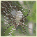 Spider of Socotra