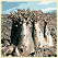 Plants of Socotra